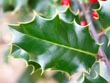holly leaf - powerpoint graphics