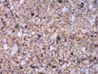 broken sea shells - powerpoint graphics