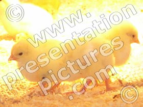 easter chicks - powerpoint graphics