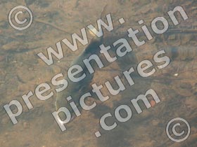 fish - powerpoint graphics