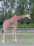 giraffe - powerpoint graphics