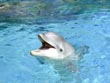 happy dolphin - powerpoint graphics