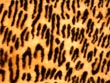 leopard skin - powerpoint graphics