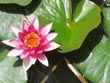 lotus flower - powerpoint graphics