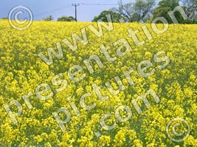 oilseed rape - powerpoint graphics