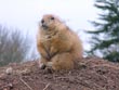 prairie dog - powerpoint graphics