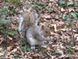 squirrel - powerpoint graphics