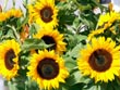 sunflowers - powerpoint graphics