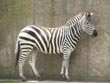 zebra - powerpoint graphics